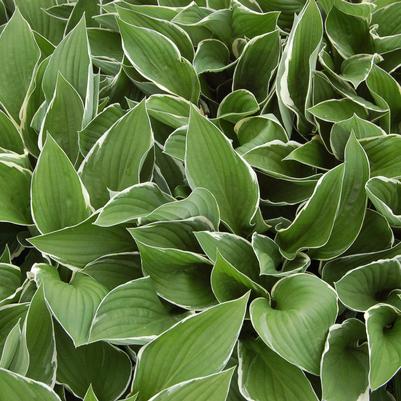 Hosta 'Francee'