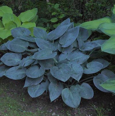 Hosta tardiana Halcyon