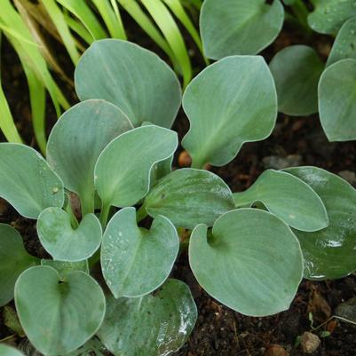 Hosta 'Blue Mouse Ears'