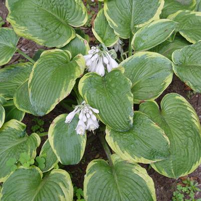 Hosta 'Frances Williams'