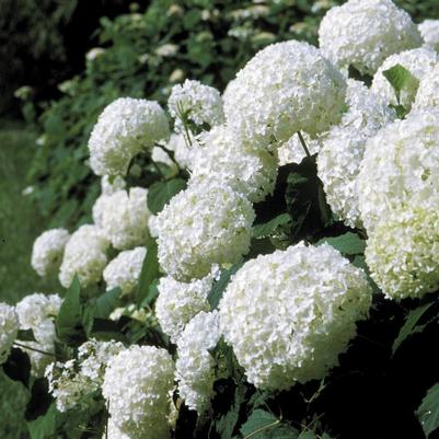 Hydrangea arborescens 'Annabelle'