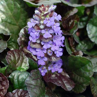 Ajuga 'Black Scallop'