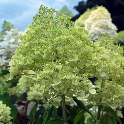 Hydrangea pan. 'Limelight'