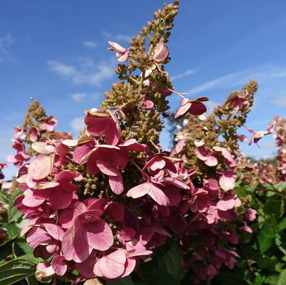 Hydrangea paniculata Pinky Winky®