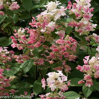 Hydrangea paniculata Quick Fire®