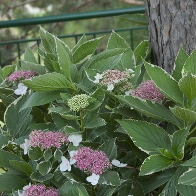 Hydrangea mac. Light O Day