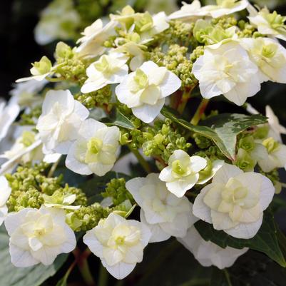 Hydrangea mac. Wedding Gown™