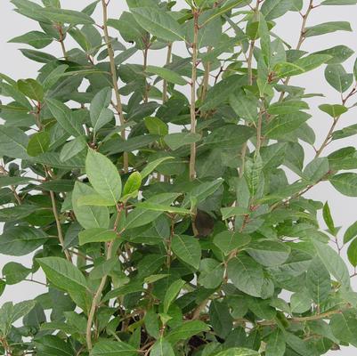 Ilex x 'Apollo'