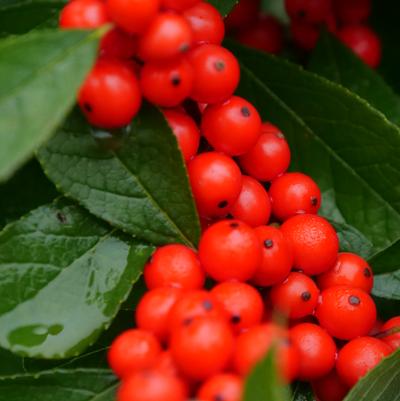 Ilex verticillata Berry Heavy®