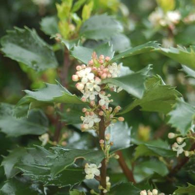 Ilex X meserveae Blue Prince