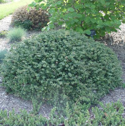 Ilex crenata 'Helleri'