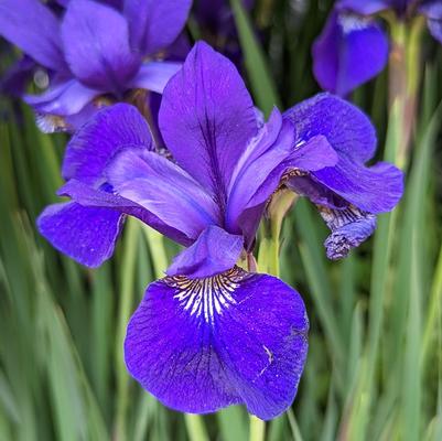 Iris sibirica Caesar's Brother