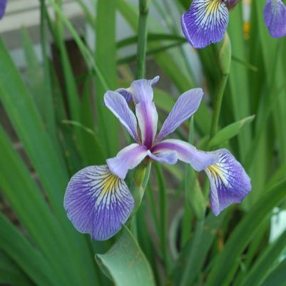 Iris versicolor 