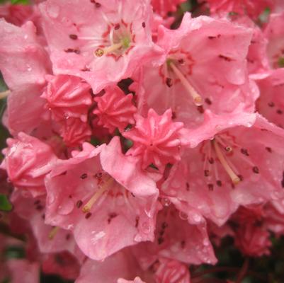 Kalmia latifolia Pink Charm