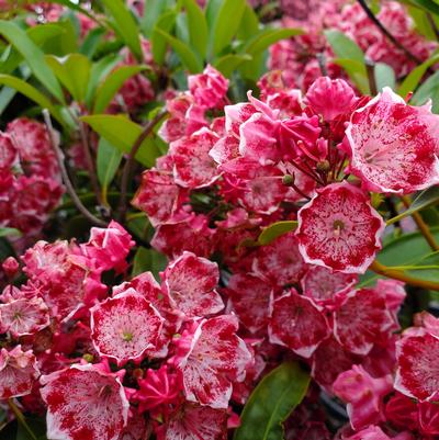 Kalmia latifolia Kaleidoscope