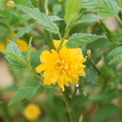 Kerria japonica 'Pleniflora'