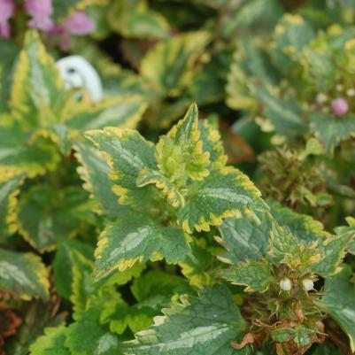 Lamium Anne Greenaway