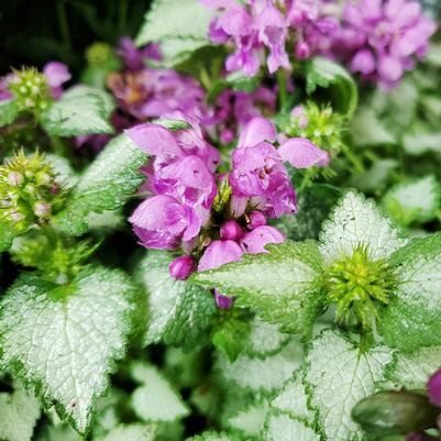 Lamium maculatum Orchid Frost