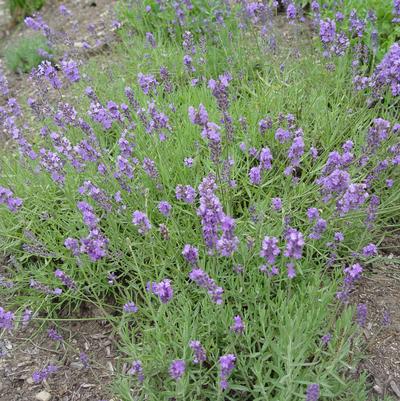 Lavandula angustifolia 'Munstead Strain'