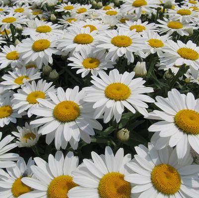 Leucanthemum superbum 'Snowcap'