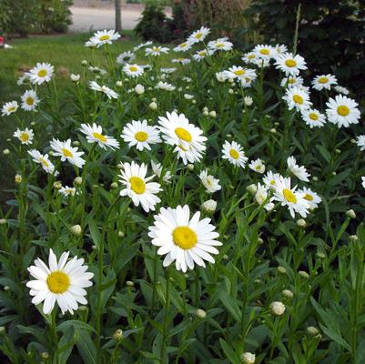 Leucanthemum X superbum Becky