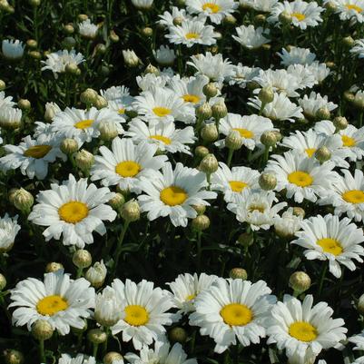 Leucanthemum Daisy May™