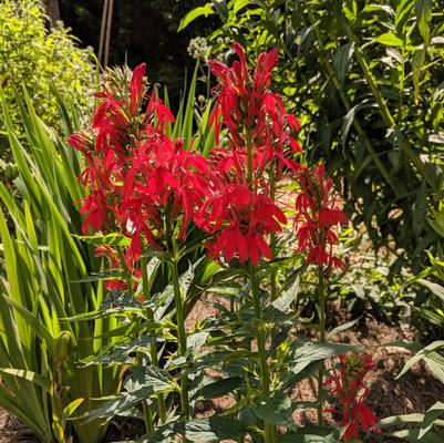 Lobelia cardinalis 