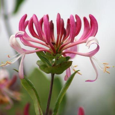 Lonicaera periclymenum Peaches and Cream