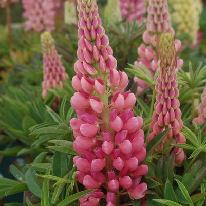Lupinus polyphyllus 'Gallery Pink'