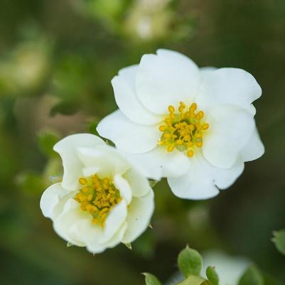 Potentilla fruticosa Creme Brulee™
