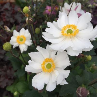 Anemone x Fantasy™ 'Snow Angel'