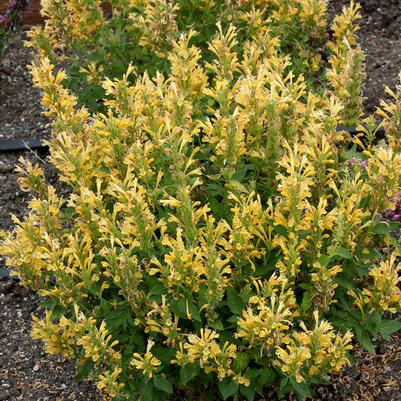 Agastache Poquito Butter Yellow