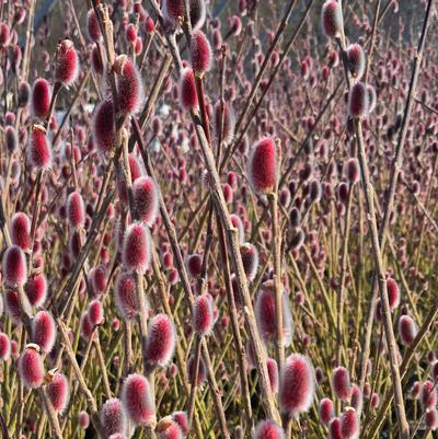 Salix gracilistyla 'Mt. Aso'