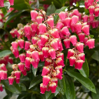 Pieris japonica Interstella®