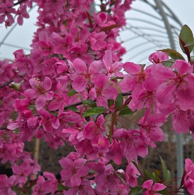 Malus x Show Time™