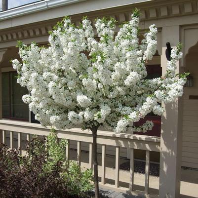 Malus x LOLLIPOP®
