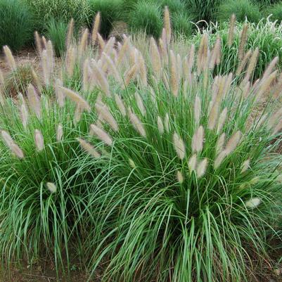 Pennisetum alopecuroides Etouffee™