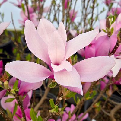 Magnolia liliiflora Jane