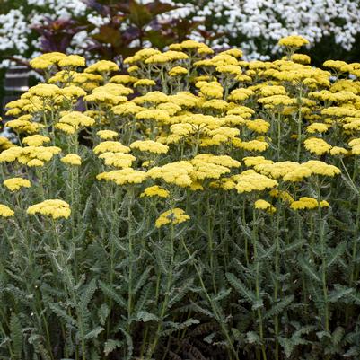 Achillea 'Sassy Summer Silver'