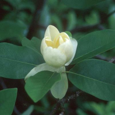 Magnolia virginiana 'Moonglow'