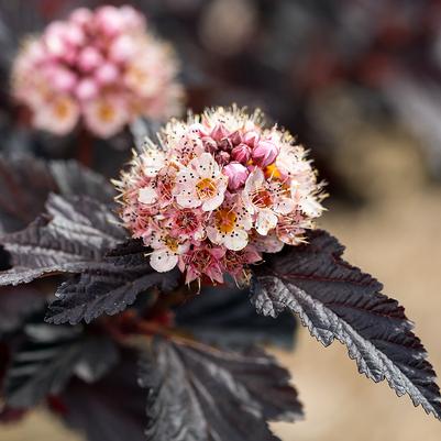 Physocarpus opulifolius Fireside®