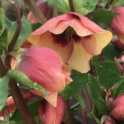 Helleborus Honeymoon® Sandy Shores