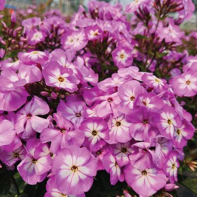 Phlox Volcano® Plum