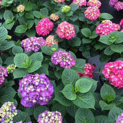 Hydrangea mac. Let's Dance Big Band®