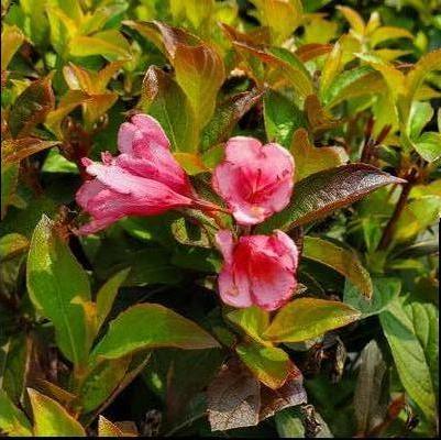 Weigela x Strobe