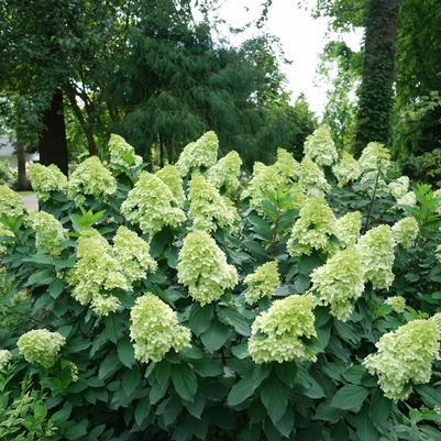 Hydrangea pan. Limelight Prime®