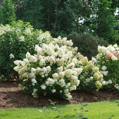 Hydrangea paniculata Quick Fire Fab®
