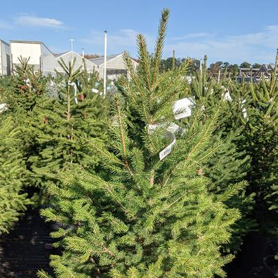 Picea glauca 'Montrose Charm'