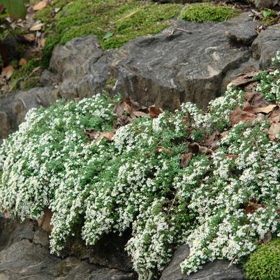 Aster ericoides 'Snow Flurry'