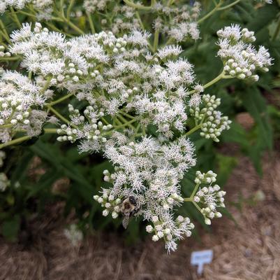 Eupatorium perfoliatum 